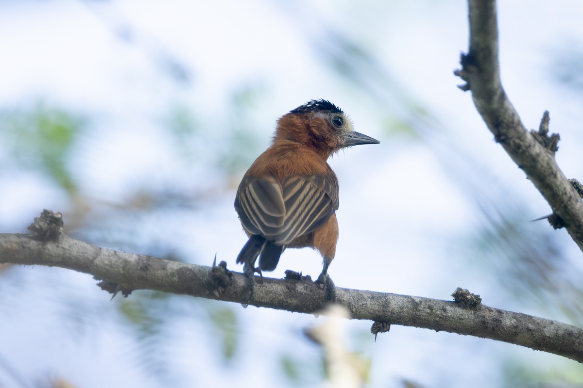 Chestnut Piculet - ML642124793