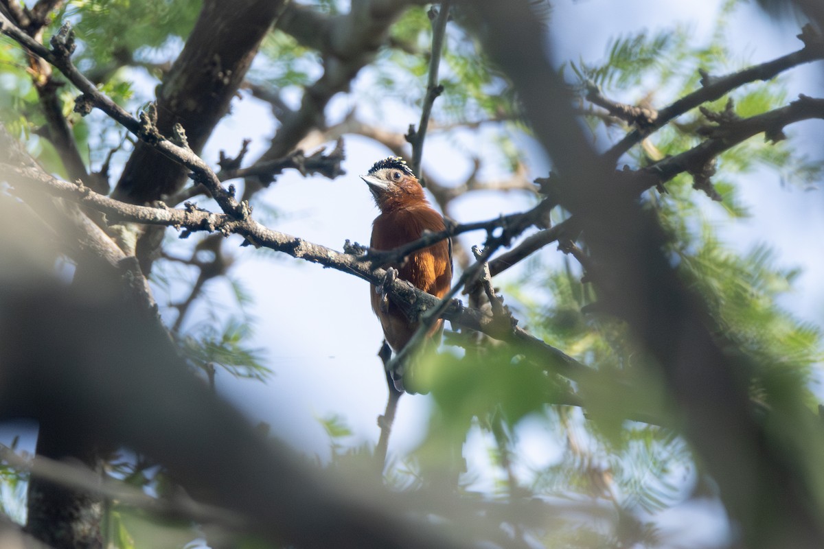Chestnut Piculet - ML642124794