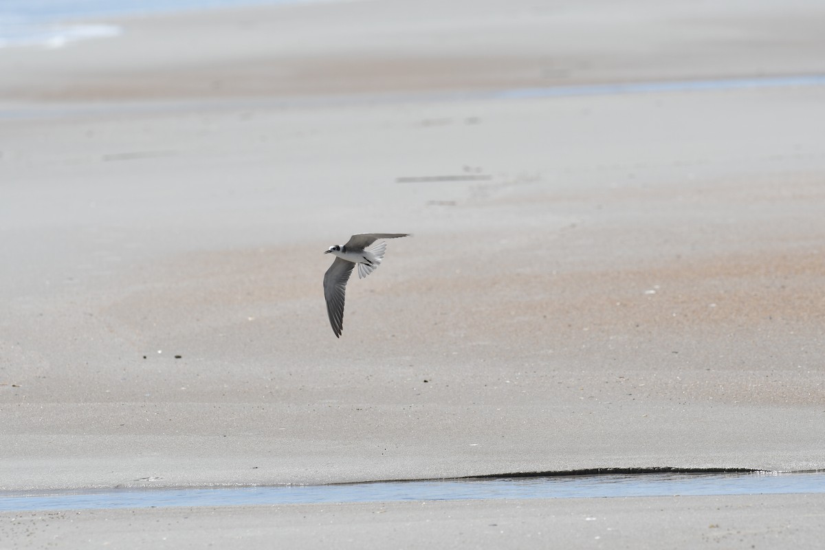 Black Tern - ML642124800