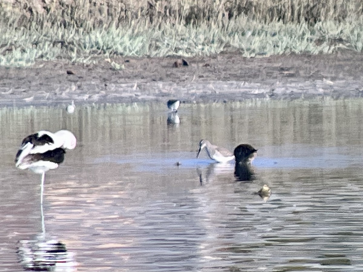 Stilt Sandpiper - ML642124810