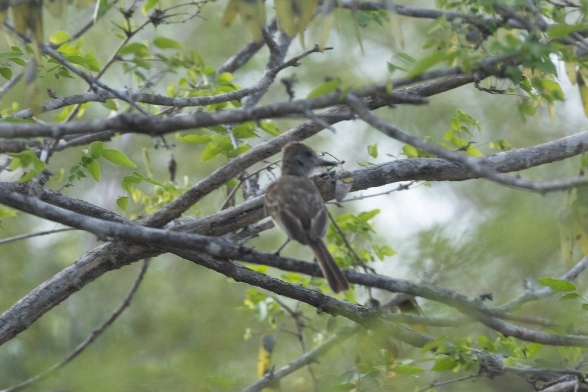 Brown-crested Flycatcher - ML642124836