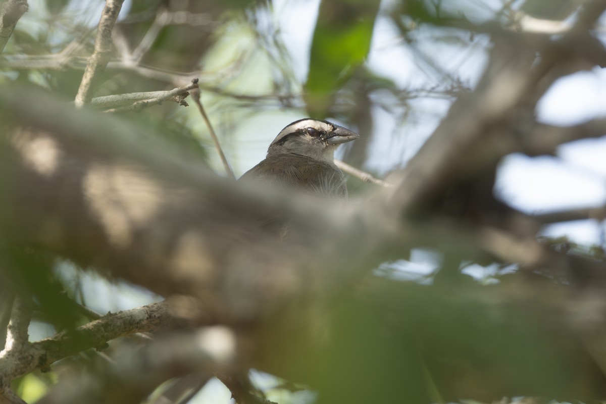 Tocuyo Sparrow - ML642124842