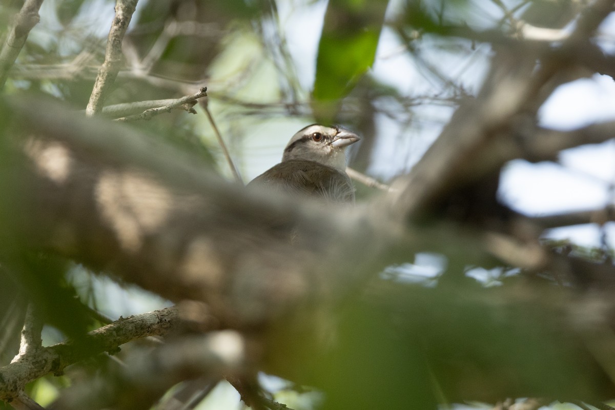 Tocuyo Sparrow - ML642124843