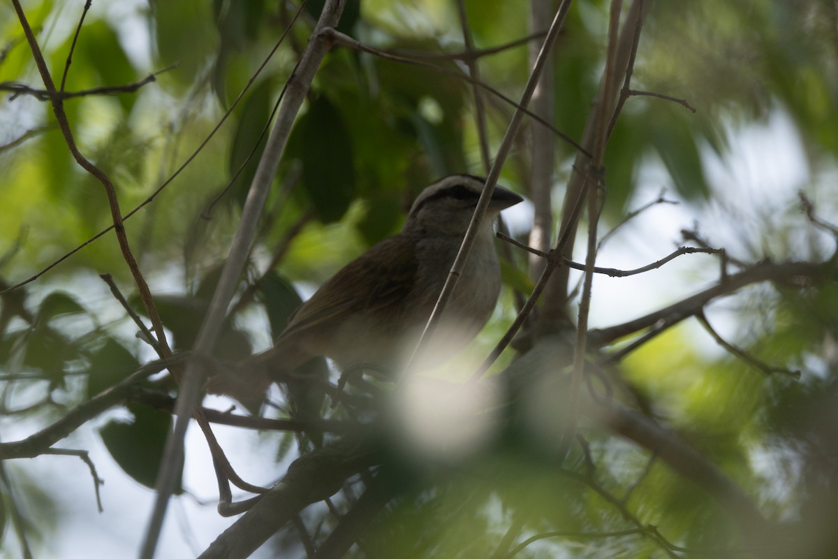 Tocuyo Sparrow - ML642124844