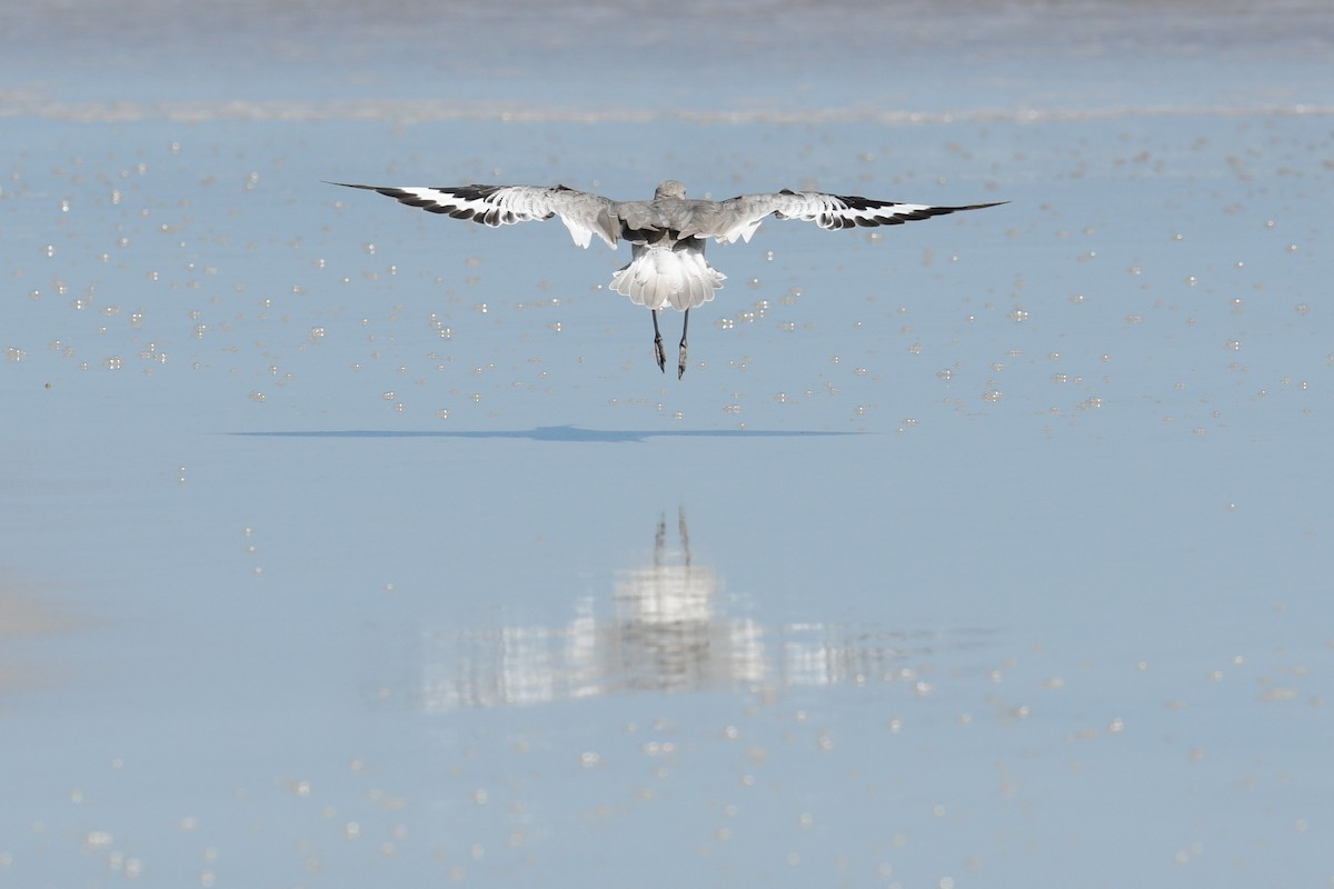 Willet - ML642124874