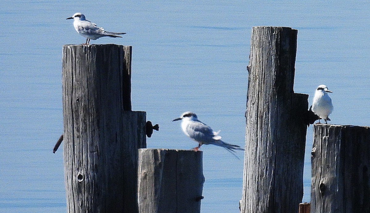 Forster's Tern - ML642124882