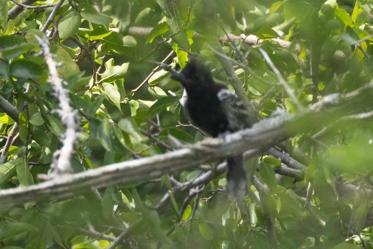 Black-backed Antshrike - ML642124883