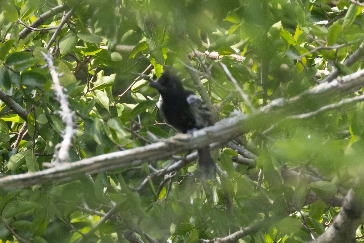Black-backed Antshrike - ML642124884