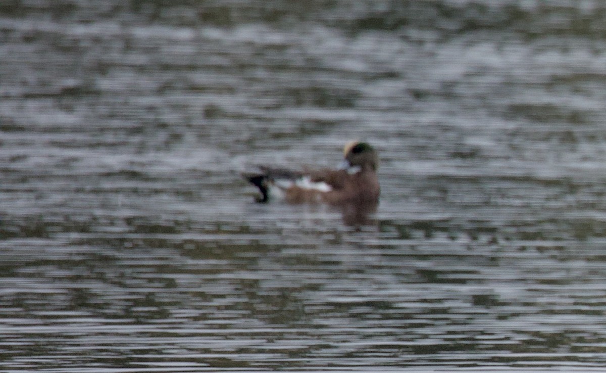 American Wigeon - ML642124887
