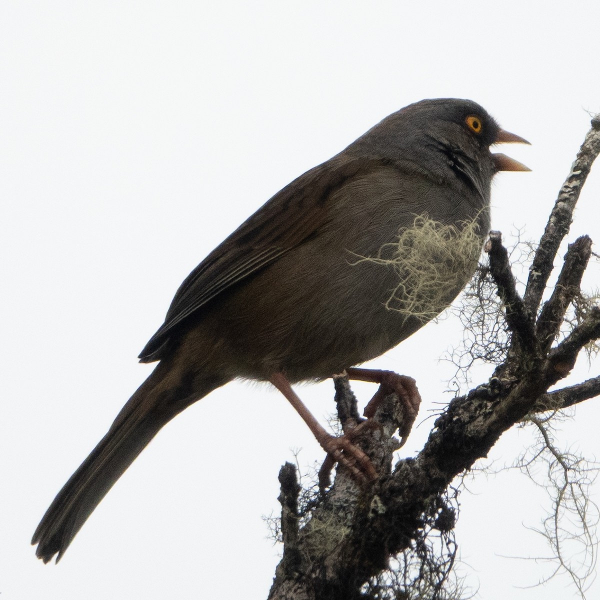 Volcano Junco - ML642124908