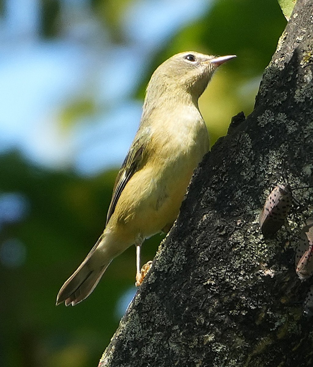 Black-throated Blue Warbler - ML642124910
