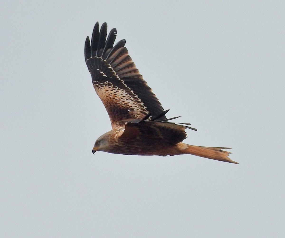 Red Kite - ML642124917