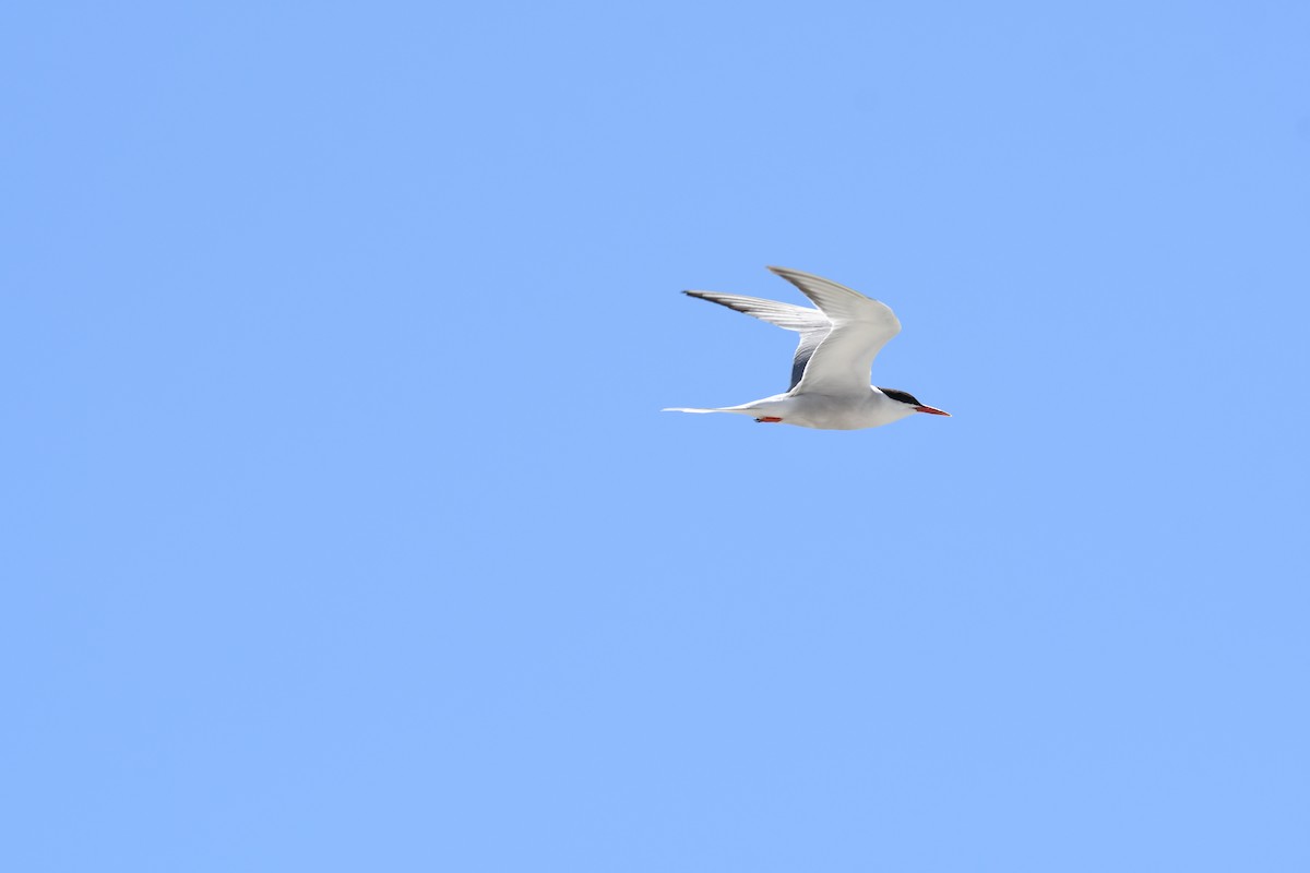 Common Tern - ML642124933