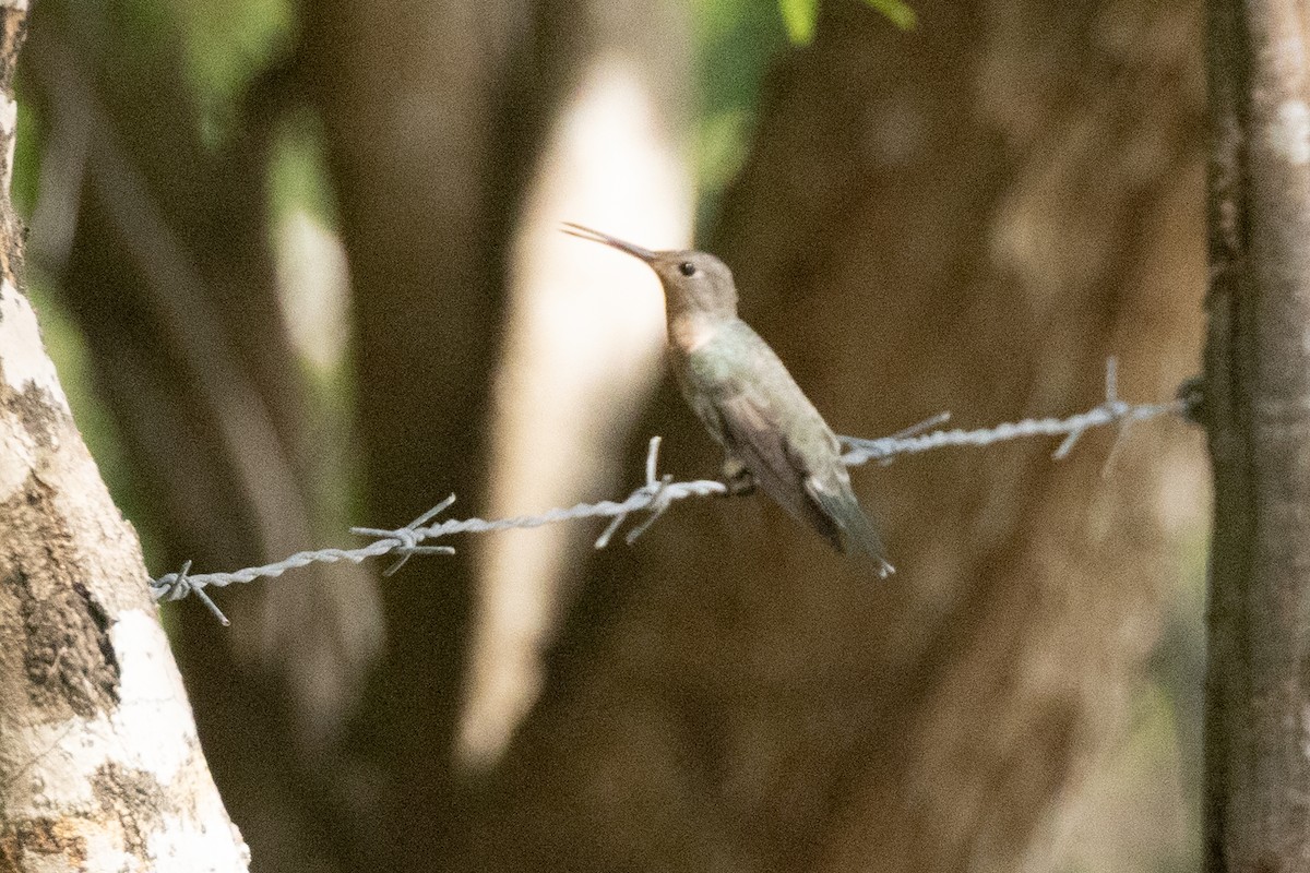 Buffy Hummingbird - ML642124937