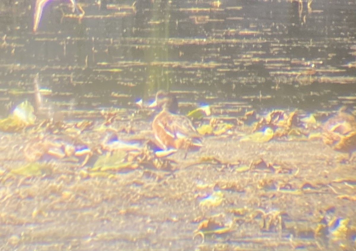 American Wigeon - ML642124938