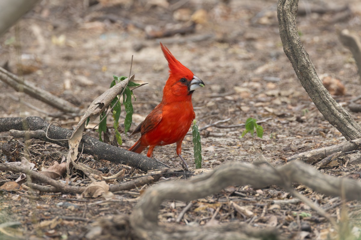 Vermilion Cardinal - ML642124947
