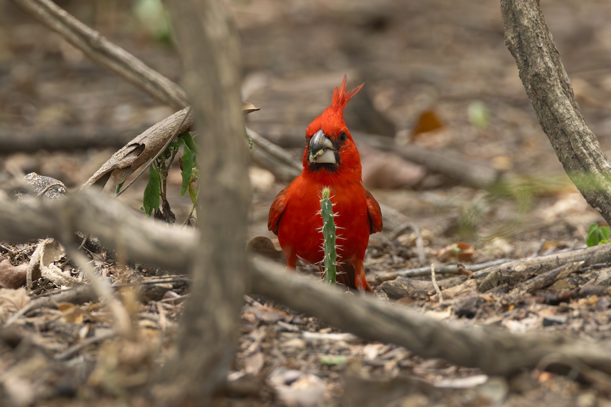 Vermilion Cardinal - ML642124948