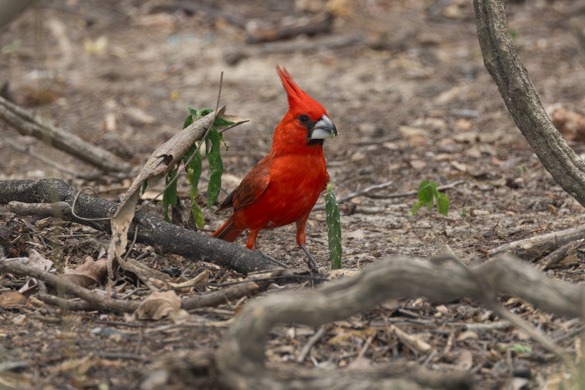 Vermilion Cardinal - ML642124949