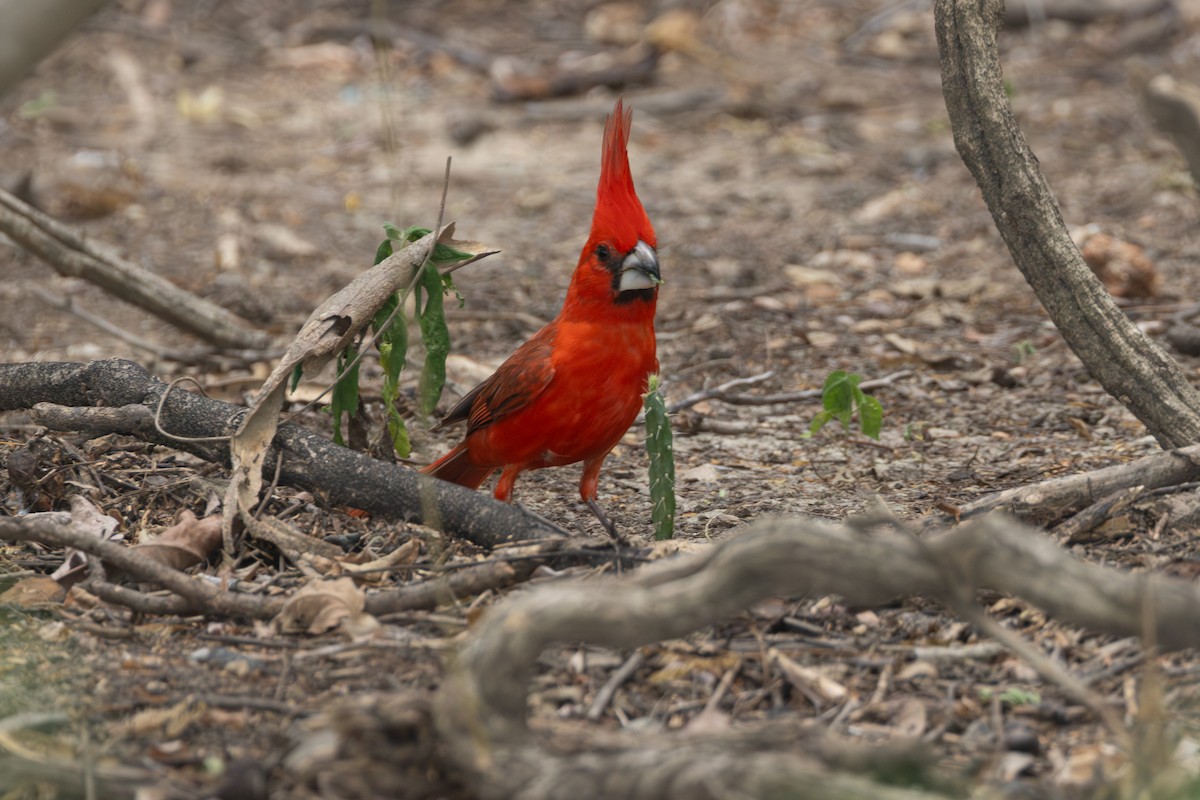 Vermilion Cardinal - ML642124950