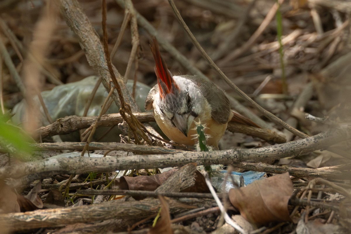 Vermilion Cardinal - ML642124960
