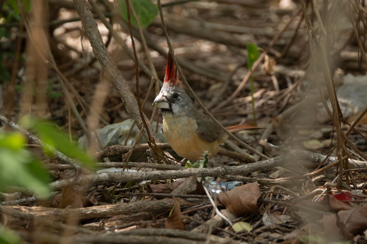 Vermilion Cardinal - ML642124961