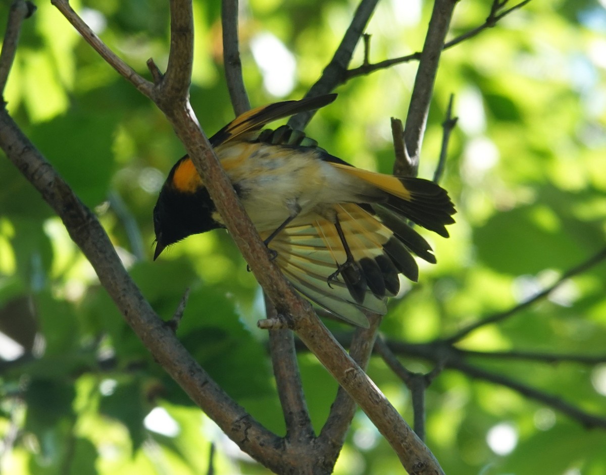 American Redstart - ML642124964