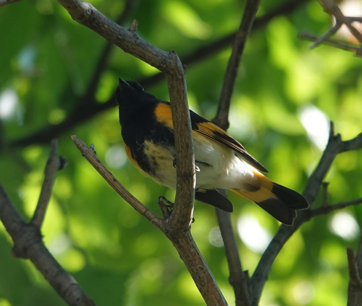 American Redstart - ML642124965