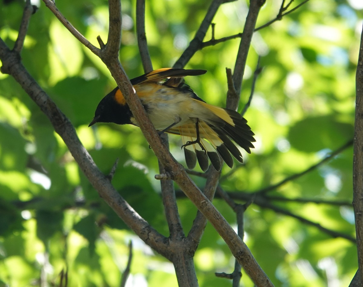 American Redstart - ML642124966