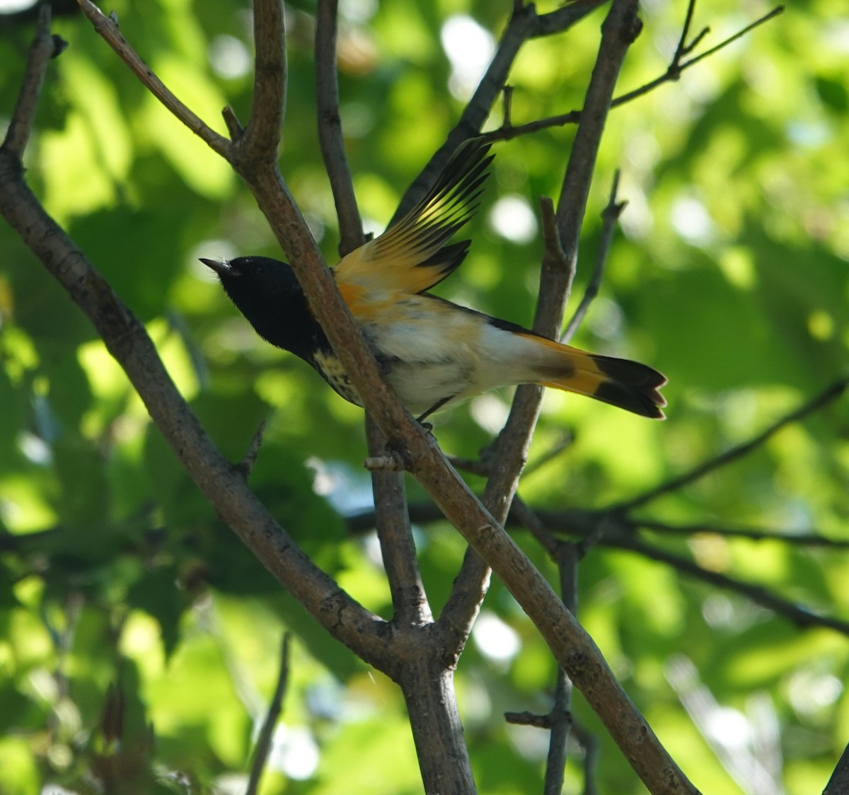 American Redstart - ML642124967