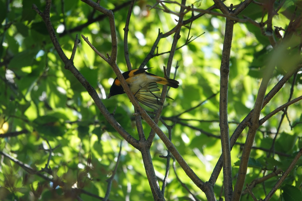 American Redstart - ML642124968