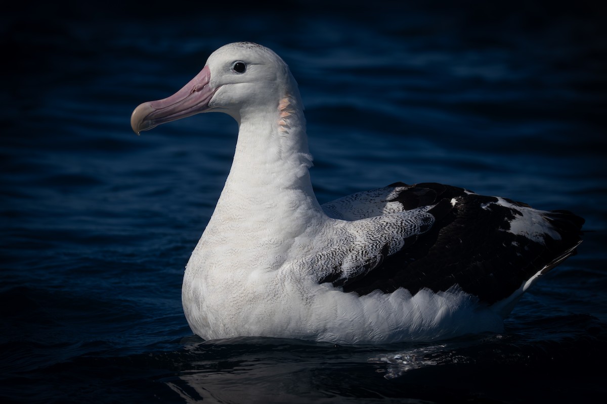 Antipodean Albatross (Gibson's) - ML642124972