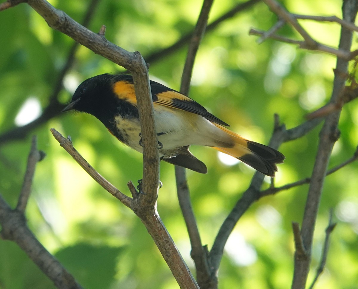 American Redstart - ML642124975