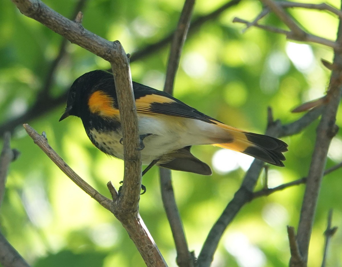 American Redstart - ML642124976