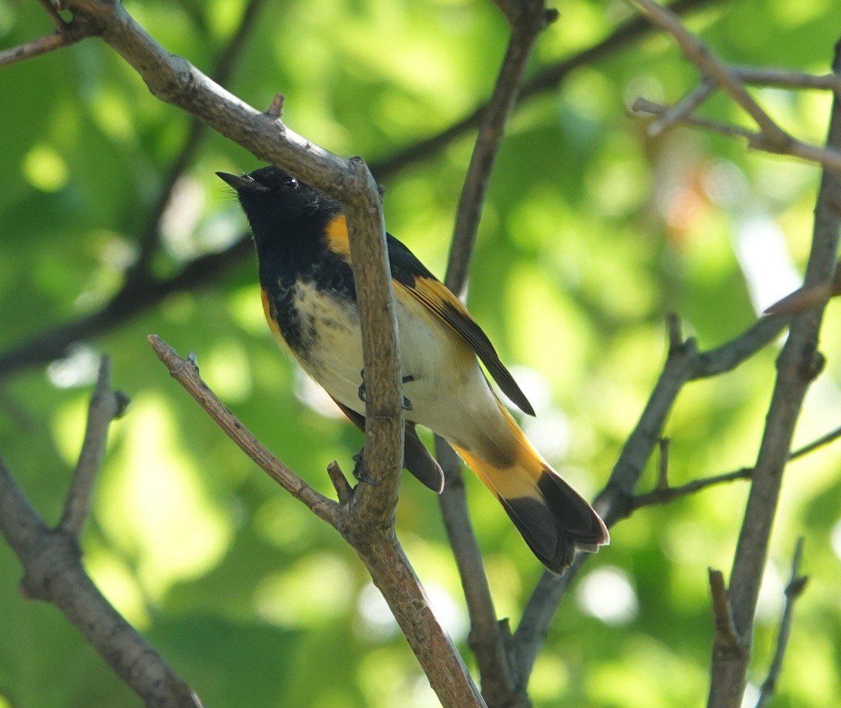 American Redstart - ML642124977