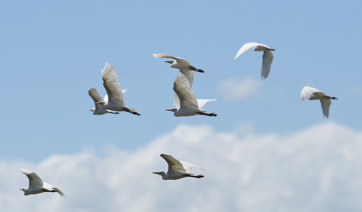 Western Cattle-Egret - ML642124997