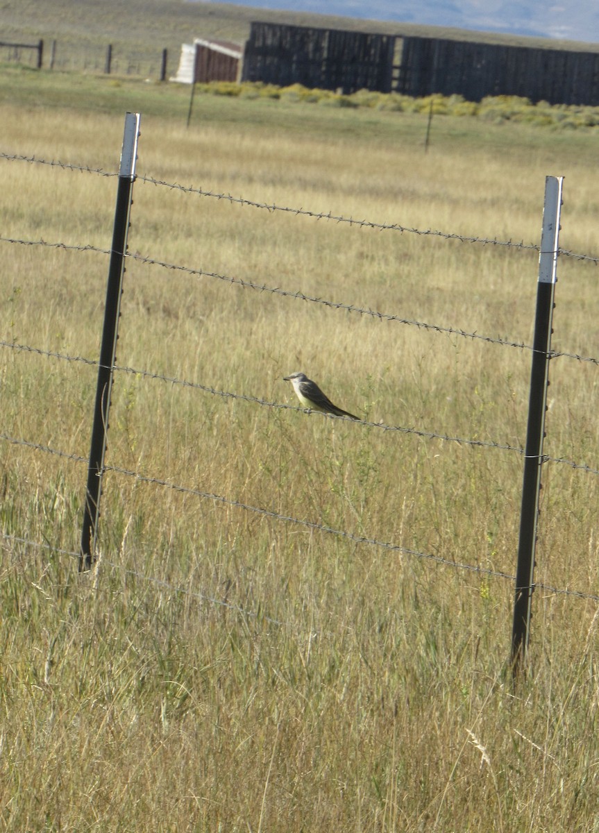 Western Kingbird - ML642125041