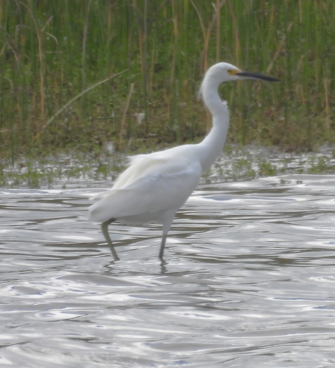 Snowy Egret - ML642125042