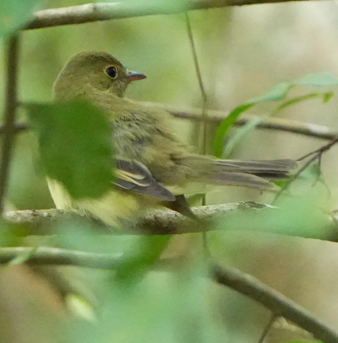 Acadian Flycatcher - ML642125043
