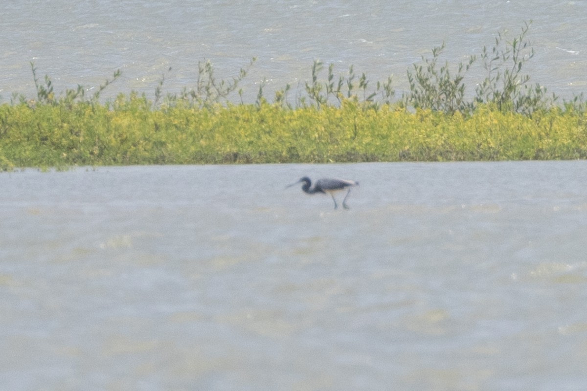 Tricolored Heron - ML642125056