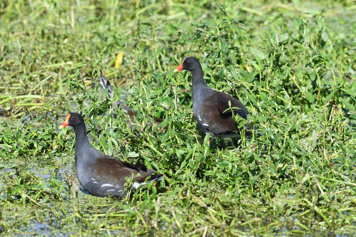 Common Gallinule - ML642125057