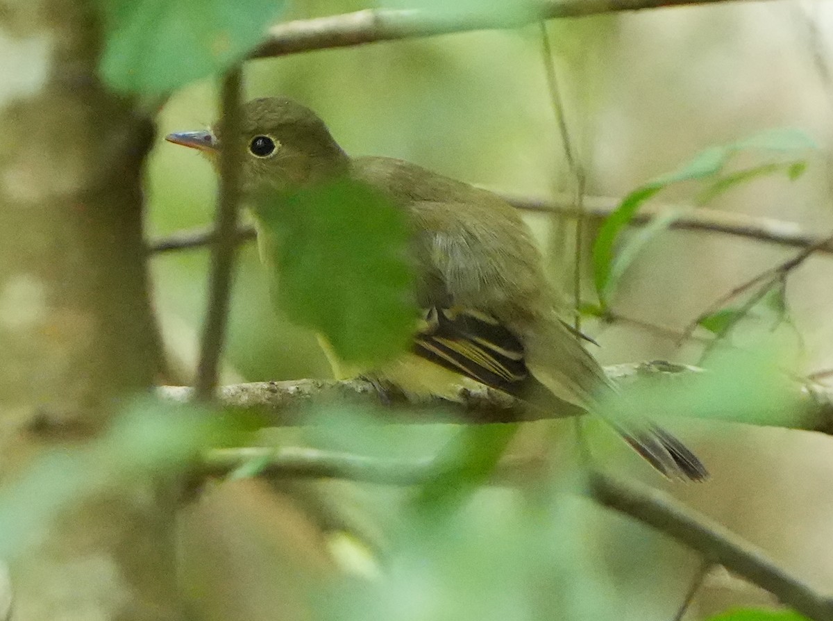 Acadian Flycatcher - ML642125060