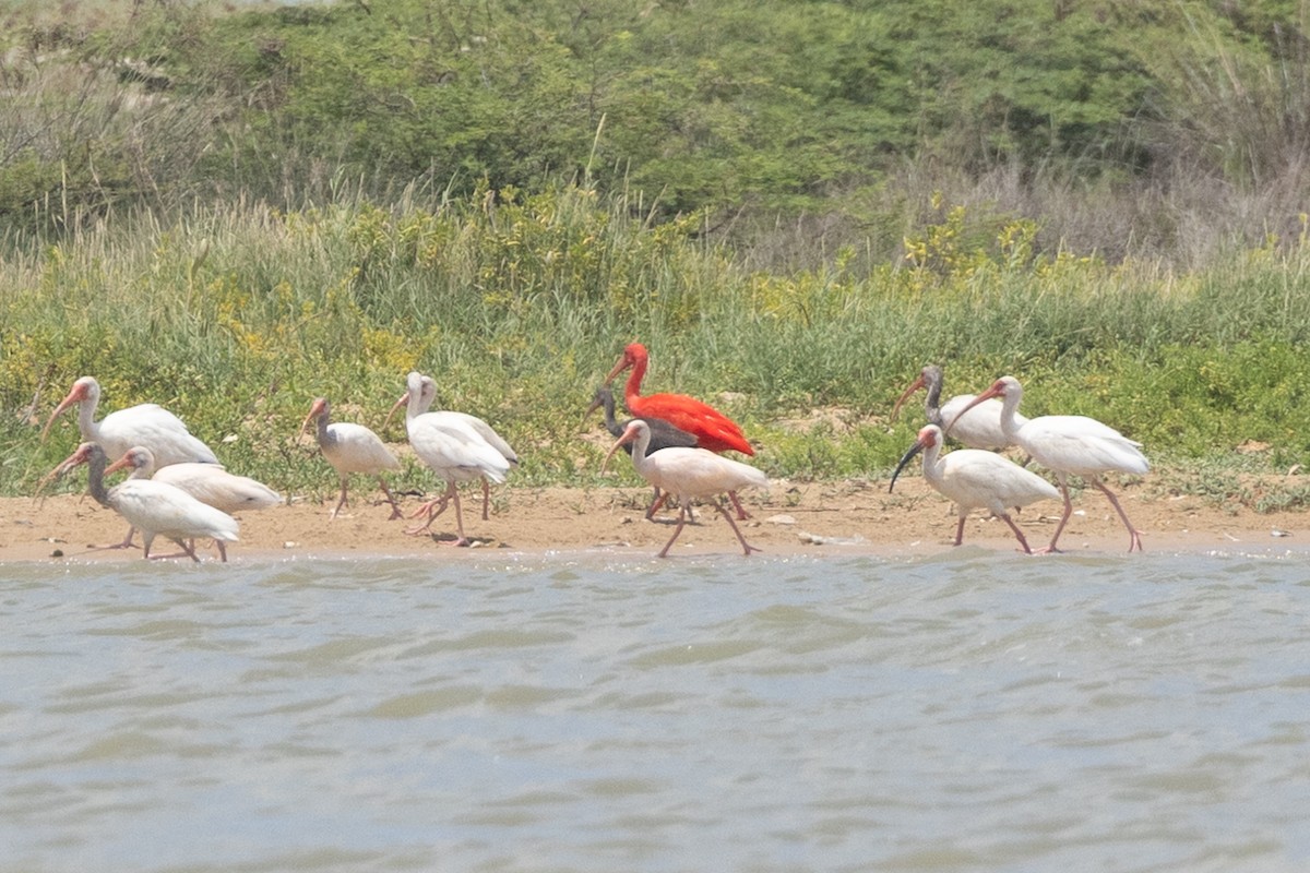 White Ibis - ML642125061