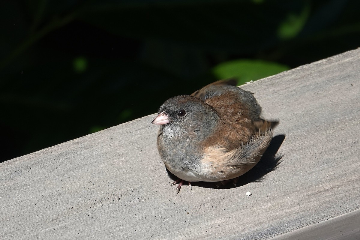 Dark-eyed Junco - ML642125062