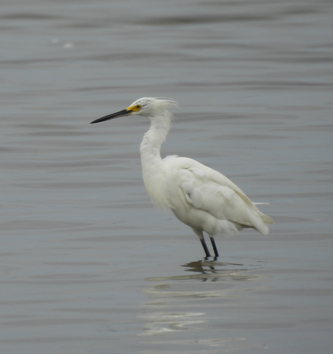 Snowy Egret - ML642125064