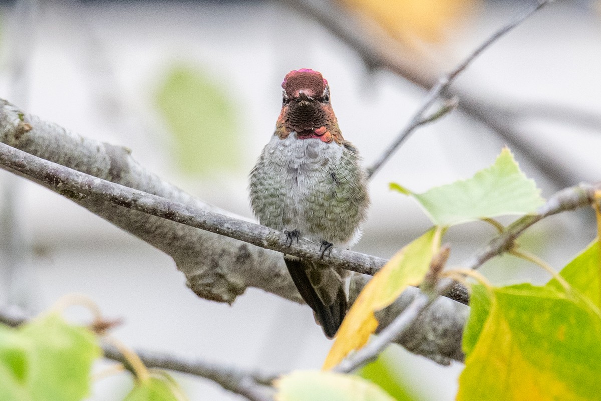 Anna's Hummingbird - ML642125066