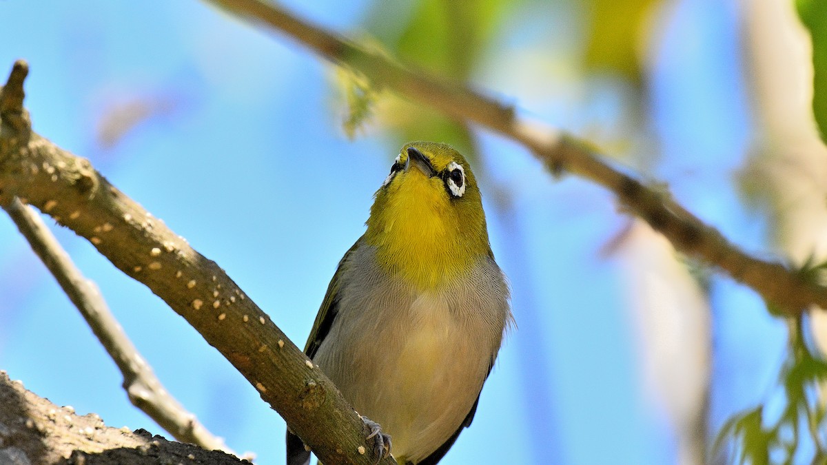 Swinhoe's White-eye - ML642125069