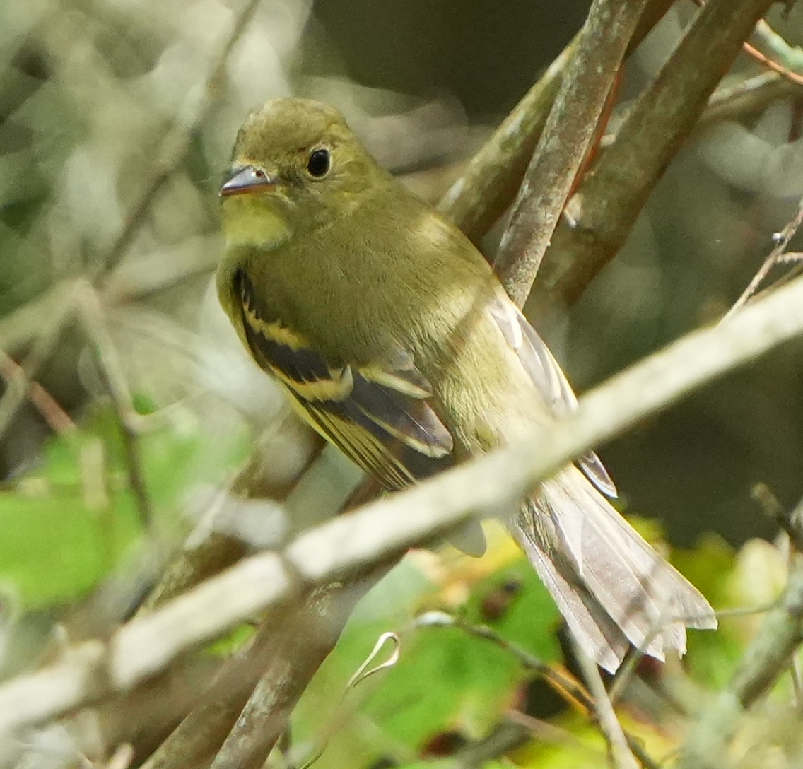 Acadian Flycatcher - ML642125076
