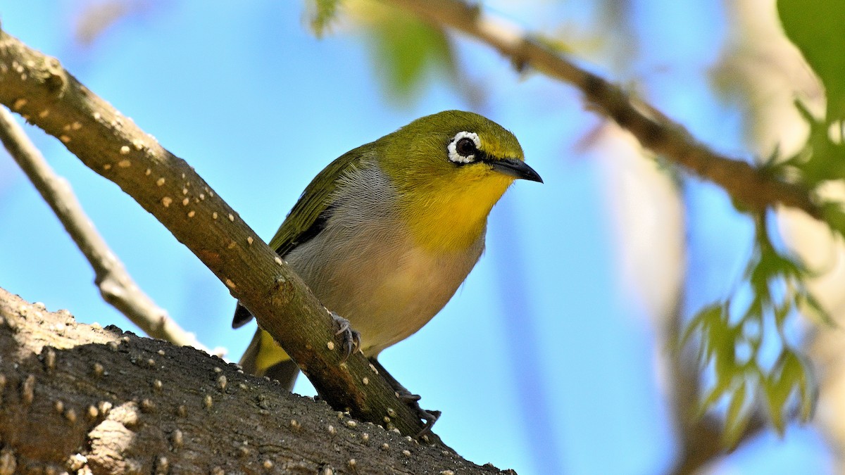 Swinhoe's White-eye - ML642125077