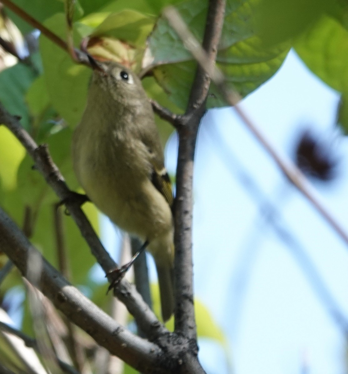 Ruby-crowned Kinglet - ML642125081