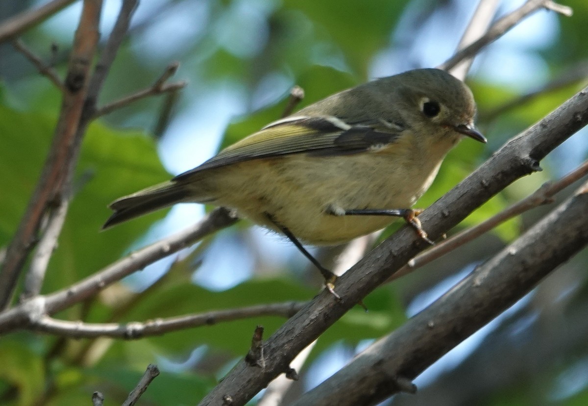 Ruby-crowned Kinglet - ML642125082